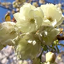 61Cycyot46L._AC_UL210_SR210,