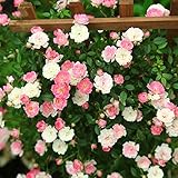 庭木・植木：つるバラ“舞姫”* 白花、ピンク花、赤花と多彩な色が楽しめる人気品種！