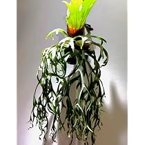 Amazon｜frog_yamato【veitchii wild Gede】トキントキン ベイチー ゲ