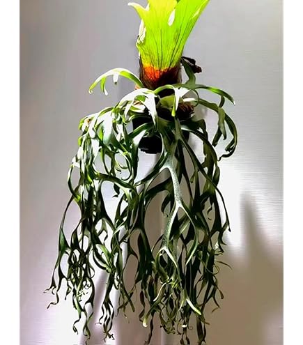 Amazon｜ビカクシダ ウィリンキー ジェニー willinckii Jenny TC 1株