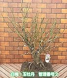 花芽いっぱいの寒梅 玉牡丹 １０号鉢(24×33cm陶器鉢)