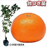 国華園　果樹苗　カンキツ　紅甘夏　台つき苗　1株