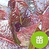 ロメイン レタス 赤 【苗】 9cmポット ＜当店は 苗 種 鉢 培養土 ニーム の専門店＞