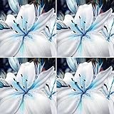 50個の青いまれなユリの球根の種子は、リリウムの花を植えるホームガーデンの装飾 鉢植え、盆栽、ファミリーガーデン(50個)