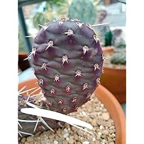 Amazon.co.jp: opuntia phaecantha darknight ダークナイト 