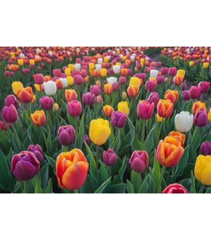 Amazon | チューリップ 球根 キャンディミックス 3種12球 （色分けあり