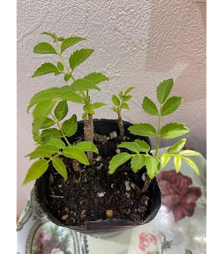 Amazon｜長野県産 あきたこまち 種もみ 種籾 20kg｜観葉植物 