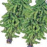 【メール便配送】　国華園　野菜たね　枝豆　早生緑枝豆　1袋(40ml)【※発送が国華園からの場合のみ正規品です】