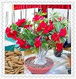 クリニーク/パックアメージング赤い色アデニウムObesum砂漠は、ホームガーデンローズフラワー種子盆栽植物の種をローズ