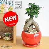 LAND PLANTS 【観葉植物】 多幸の樹 ガジュマル 幹太タイプ （赤色 大丸型陶器）