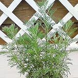 サザンウッド １株すっきり香りの、でも虫除けになるハーブなんです～