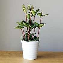 ちぃ‼️流通皆無‼️✩.*˚ウンベラータ 斑入りトップ✩.*˚3 Amazon