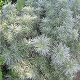 アルテミシア（アサギリソウ）3号ポット4株セット[シルバーリーフ] ノーブランド品