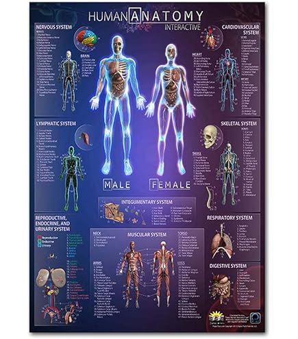 Amazon.co.jp: 骨格筋 デスクサイズプラスチック版 ポスター 人体