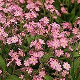 【寄せ植え】 ミオソティス ローズ （ワスレナグサ） 2株セット 【コンテナガーデン】【花壇】