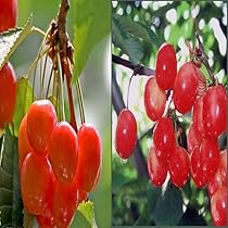 61DCqjoWOnL._AC_UL210_SR210,