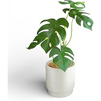 Amazon｜October1st フェイクグリーン 観葉植物 人工 3点セット 卓上用