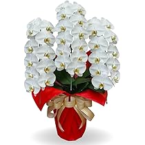 Amazon｜生花 胡蝶蘭 大輪白3本立ち 33輪以上 ギフト お祝い 開店祝い