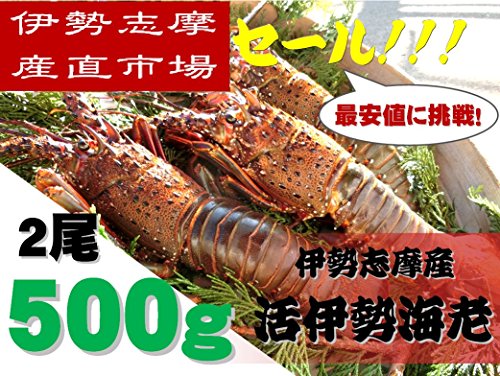 三重県伊勢志摩産　活伊勢海老《2尾で500ｇ》　新鮮な伊勢エビをお届け　伊勢志摩直送