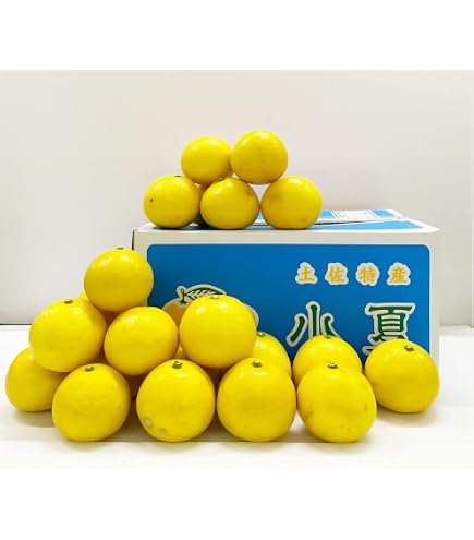 Amazon.co.jp: 【大玉サイズ】【ご家庭用】高知特産 土佐文旦 3L～4L