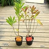 花木　苗：レンゲツツジ(小)*黄花（キレンゲツツジ）