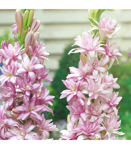 【希少品種】八重咲きチューベローズピンク他 八重咲きチューベローズ 