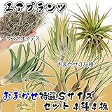 【メール便配送】国華園　お任せエアプランツ特選Sサイズセット　4種4株【※発送が国華園からの場合のみ正規品です】