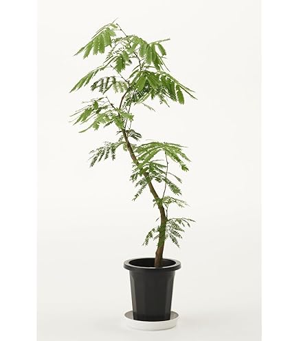 Amazon｜エバーフレッシュ 曲がり樹形 8号｜観葉植物 オンライン通販