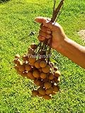 リュウガン DIMOCARPUS LONGAN dragon eye sweet fruit 100 Seeds ThailandMrk