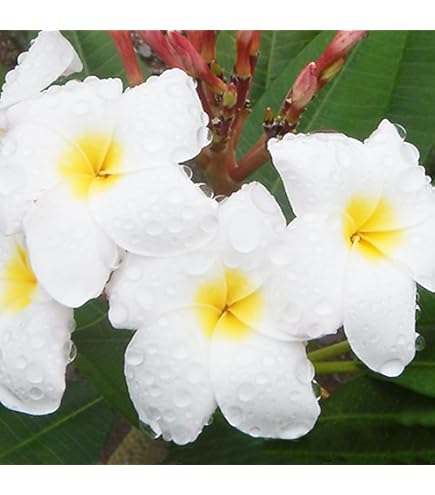 Amazon.co.jp: プルメリア パープルジャック 5号鉢 ☆スタンダード品種