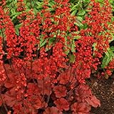 ヒューケラ：チェリーコーラ2.5号ポット 3株セット ノーブランド品