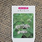 ハーブ 苗 【ミント レモンミント】 3号ポット×5株セット