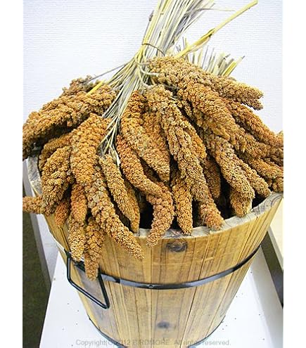 Amazon | 【300g】フランス産 赤粟穂 小鳥の餌 フード 天然 無添加