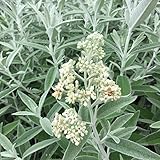 ブッドレア 苗木 シルバーアニバーサリー 13.5cmポット苗 3年生苗 ブットレア 苗