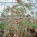 【種子】Adenium Somalense ◆アデニウム・ソマレンセ ◆種子５粒 Caudex 塊根植物 [並行輸入品]