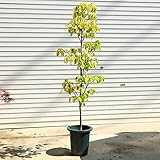 葉だけでも美しい庭木：ハナミズキ（花水木）チェロキーサンセット　黄斑葉、赤花　大株！！　大型商品発送！