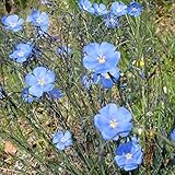 フラックス（アマ）：ペレニアルブルー3号ポット 4株セット[亜麻 リナム] ノーブランド品