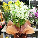 デンドロビューム（デンドロビウム） 鉢植え お祝い・誕生日・お礼などの花ギフトに