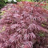 モミジ：紅枝垂れ（ベニシダレ）樹高1～1.5m根巻きまたはポット苗 ノーブランド品