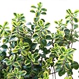 (観葉)ハーブ苗 タイム ゴールデンレモン 3号(1ポット) 家庭菜園 本州・四国限定[生体]