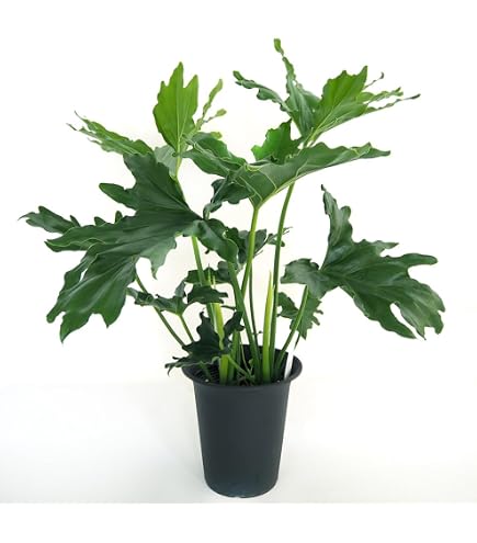 Amazon.co.jp: （観葉植物）フィロデンドロン セローム 3．5～4号