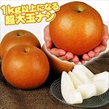 国華園　果樹苗　ナシ　にっこり　1株