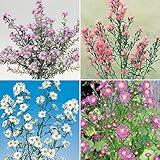 国華園　花苗　孔雀アスターセット　4種4株【※発送が国華園からの場合のみ正規品です】