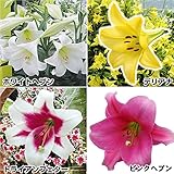 国華園　球根 お楽しみ鉄砲ユリセット4種20球【※発送が国華園からの場合のみ正規品です】