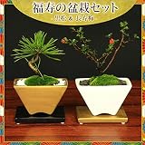 小品盆栽:福寿の盆栽セット(黒松&長寿梅)*