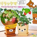 コリラックマワイルドストロベリー ( ハーブ栽培セット ) 苗 資材 受け皿付ギフト インテリアプランツ