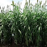 【種 5kg】 ソルガム 高糖分ソルゴーDH 早生 酪農 畜産 緑肥 [播種期：4～8月] 雪印種苗 米S代不