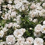 バラ苗 【つるアイスバーグ （CL） 一季咲き】 2年生接木大苗 （スリット鉢）