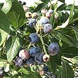 ブルーベリー 苗木 チャンドラー 大苗 30cm鉢 ノーザンハイブッシュ系 ブルーベリー 苗