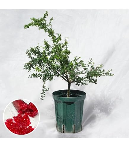 Amazon.co.jp: キャッサバ挿し木 新芽あり : DIY・工具・ガーデン